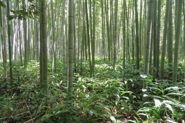 重疾险保多少万合适