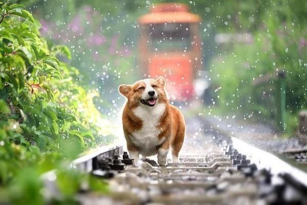 儿童意外险狂犬疫苗报销要注意什么，可以报多少钱