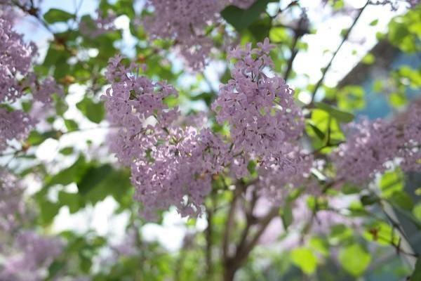 华夏常青藤重疾保险多少钱，条款内容是什么