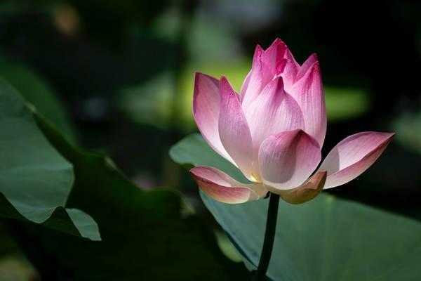 养老保险有一年没交怎么续交，什么后果