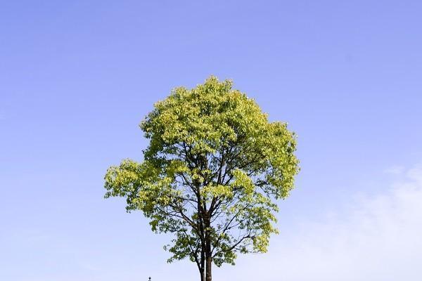 阳光保险重疾险一年多少钱，怎么样