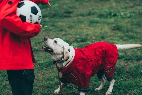 人寿意外险狂犬疫苗能报多少吗