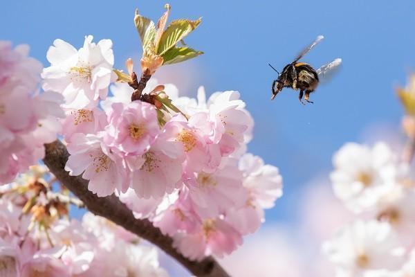 小蜜蜂2号超越版意外险的优缺点是什么，怎么样