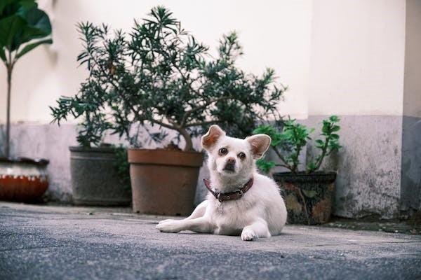 分红险的投保方式有哪些，特征是什么