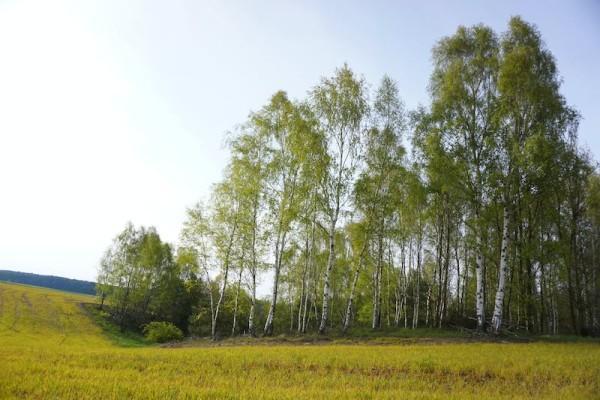 国寿附加豁免保险费定期寿险(典藏版)到期可以取出来吗，咋样