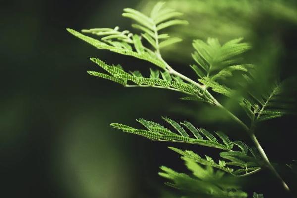 泰康在线保险退保的钱要多久下来，流程是什么