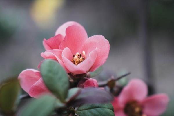 辽宁医疗保险一年交多少钱，怎么交