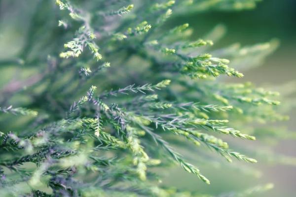 华夏菩提树重大疾病保险一年多少钱，优缺点是什么
