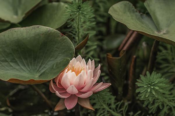 平安保险退保进度怎么查询，犹豫期是多少天