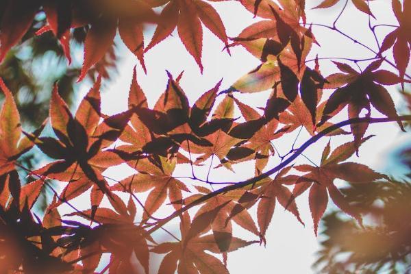 太平洋幸福安康重疾险一年多少钱，保什么